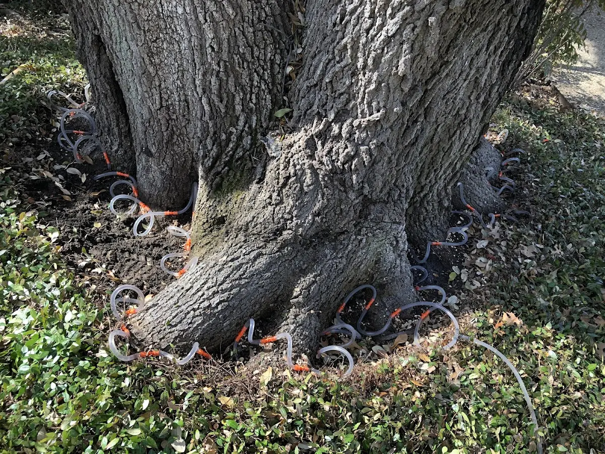 Detailed Tree Cabling and Bracing job site in Kemmerer