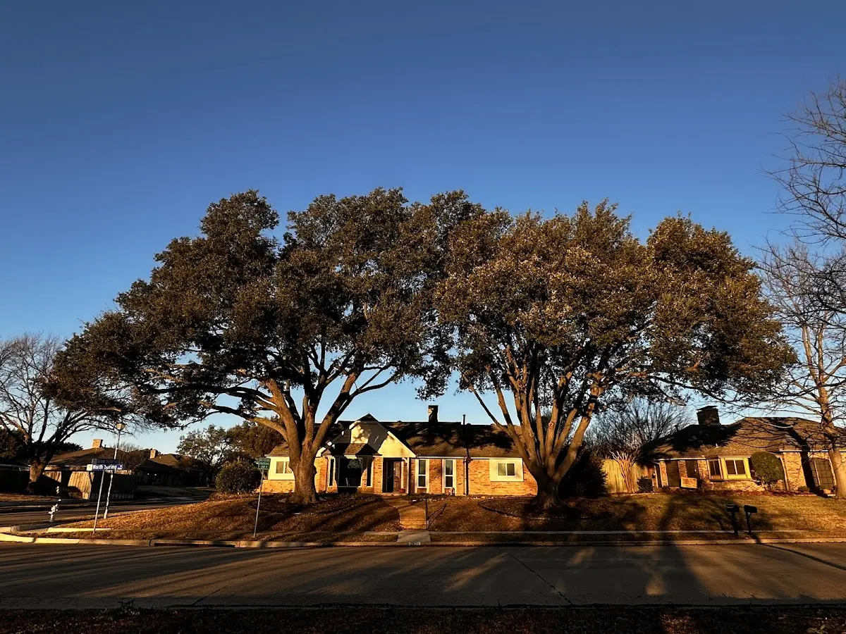 Established residential canopy tree shading a home in Kemmerer